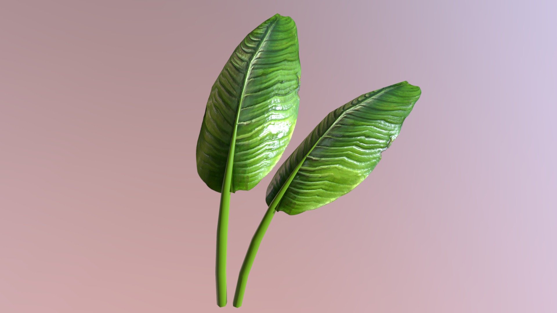 Plant 02