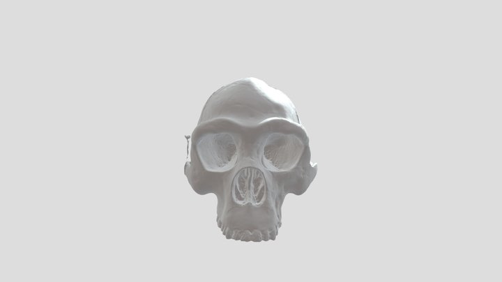 Homo Erectus 3D Model