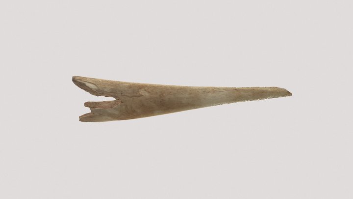 Punzón hendido de hueso 3D Model