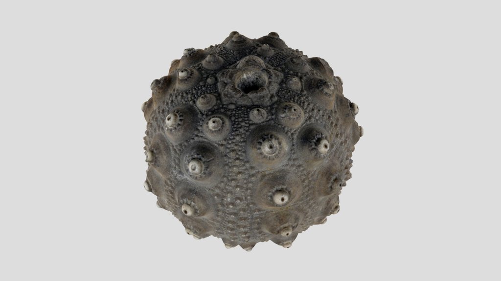 Hemicidaris crenularis