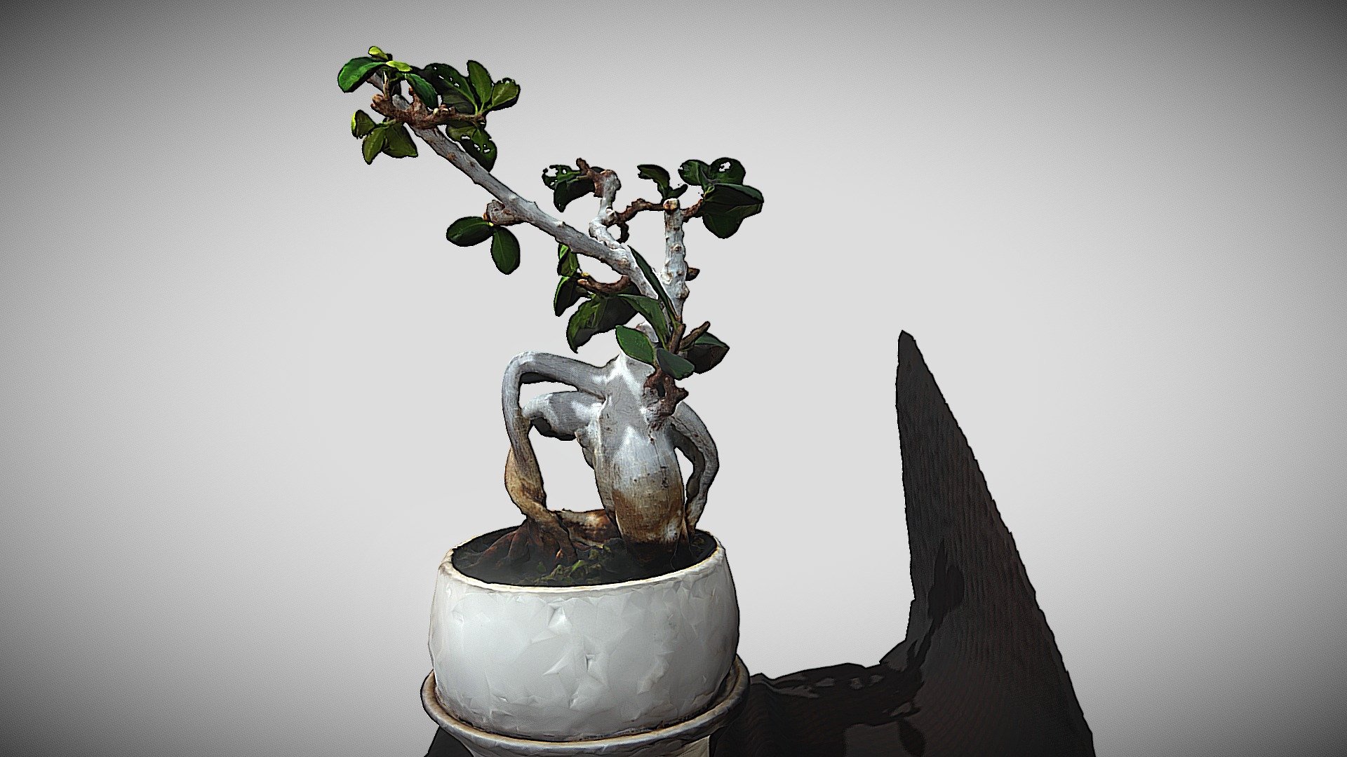 Ficus Ginseng - cuted