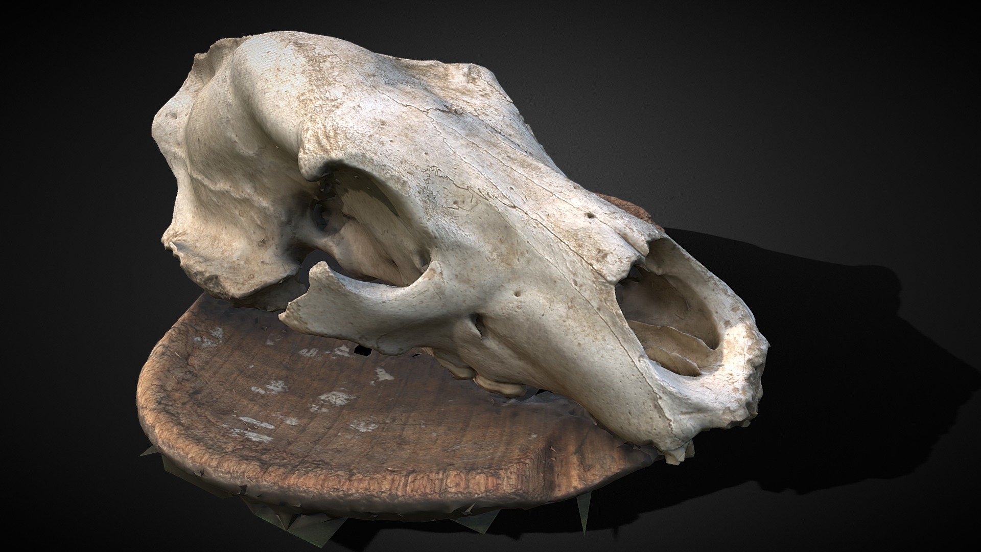 Baby Bear Skull