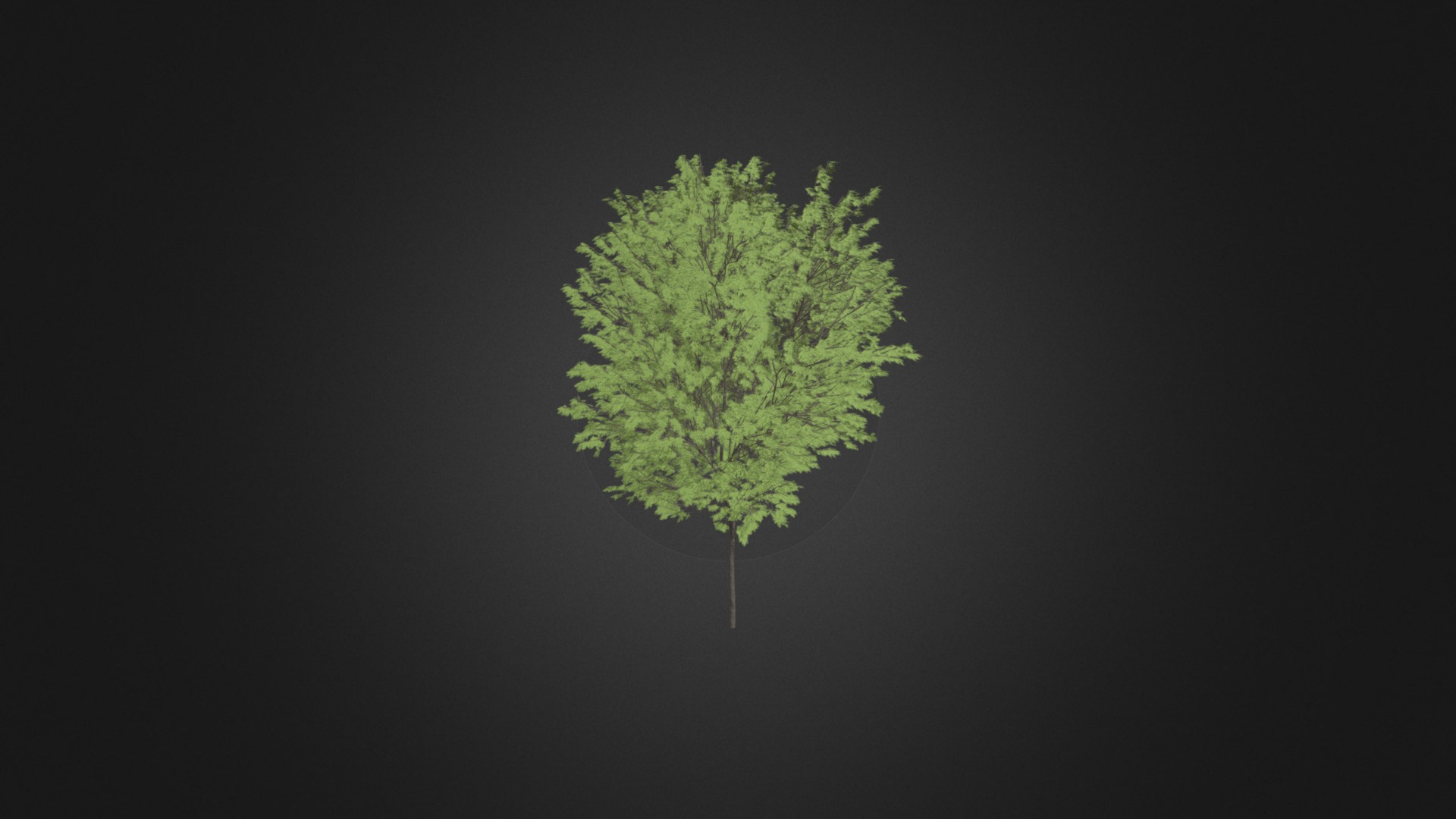 3D model Common beech (Fagus sylvatica) - This is a 3D model of the Common beech (Fagus sylvatica). The 3D model is about a tree with green leaves.