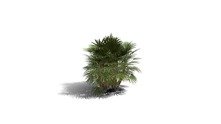 Realistic HD Bamboo palm (21/30) 3D Model