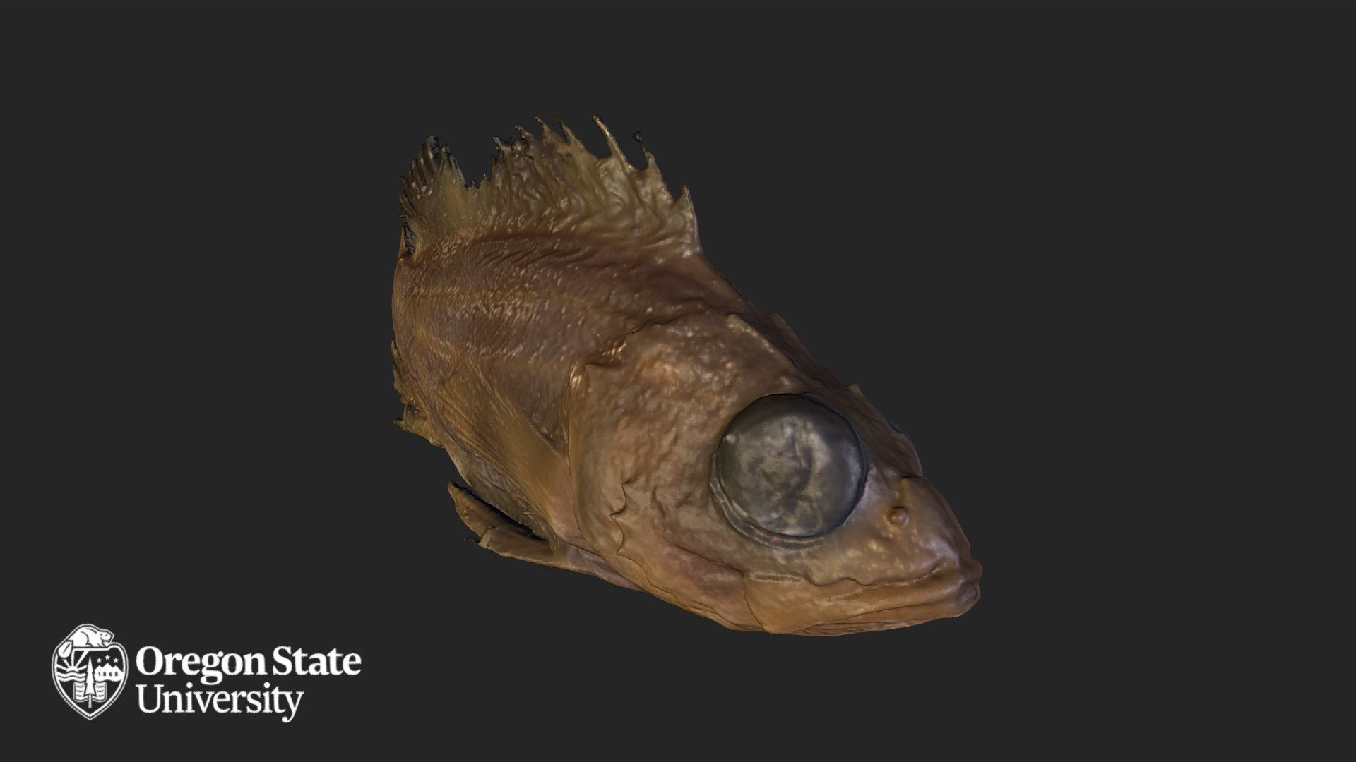 Sebastodes Babcocki