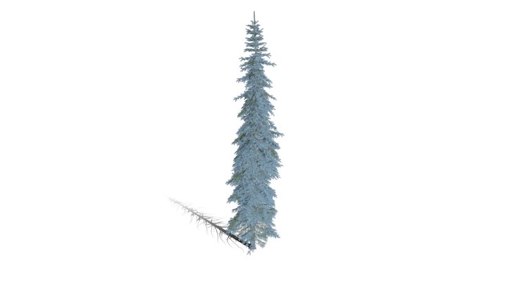 Realistic HD Colorado Blue spruce Koster (20/43) 3D Model