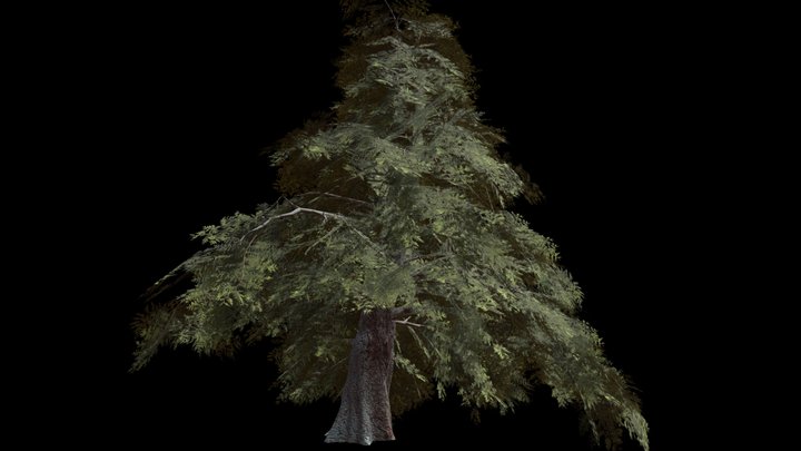 Conifer Tree (high-Poly) – Modello 3D gratuito STL