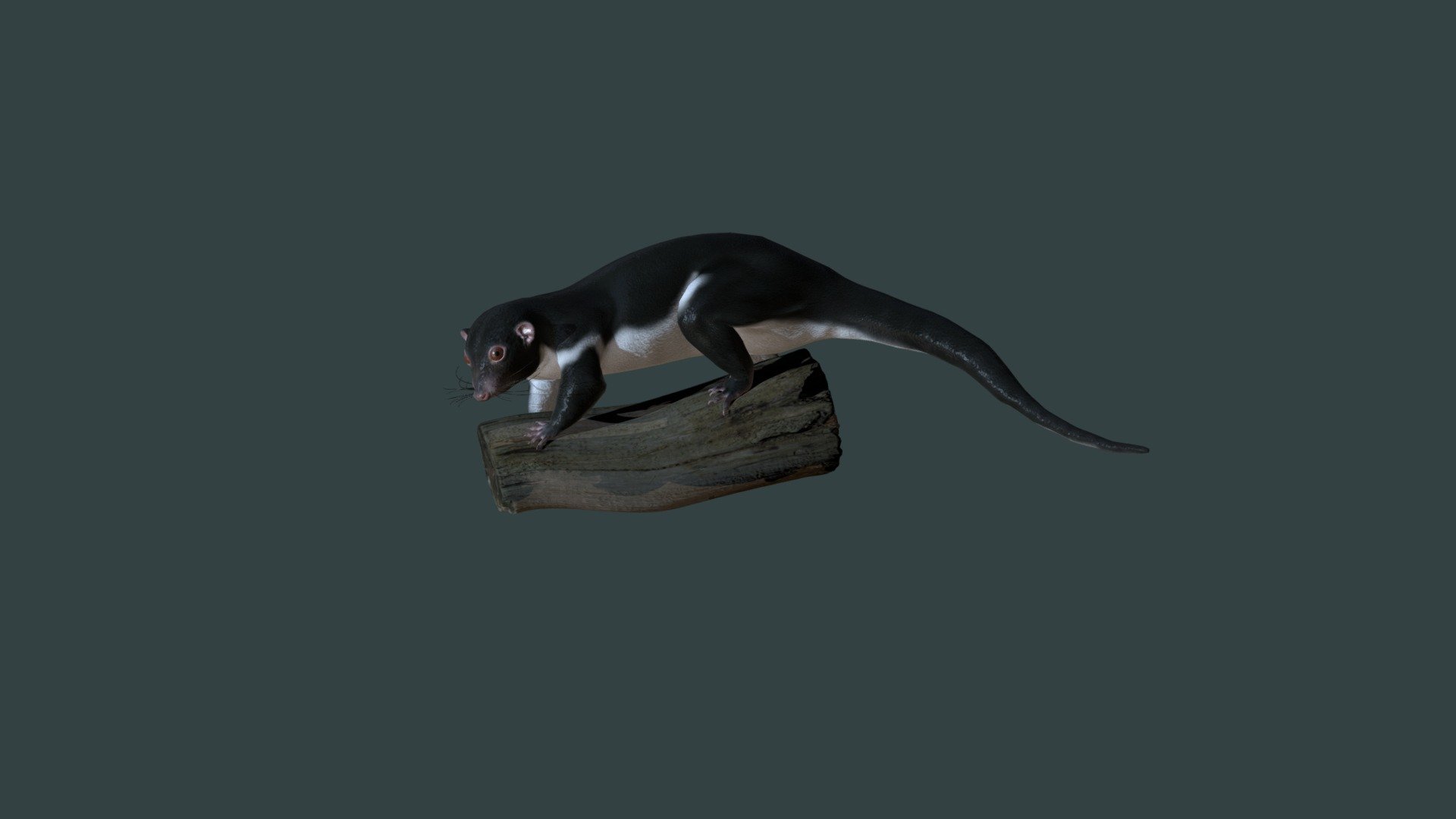 Ring Tail - 3D model by smarte [1f04a59] - Sketchfab