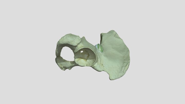 Pelvis Half Resolution 3D Model
