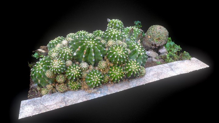 Fishhook barrel cactus #plantpointschallenge – Modelo 3D gratuito STL