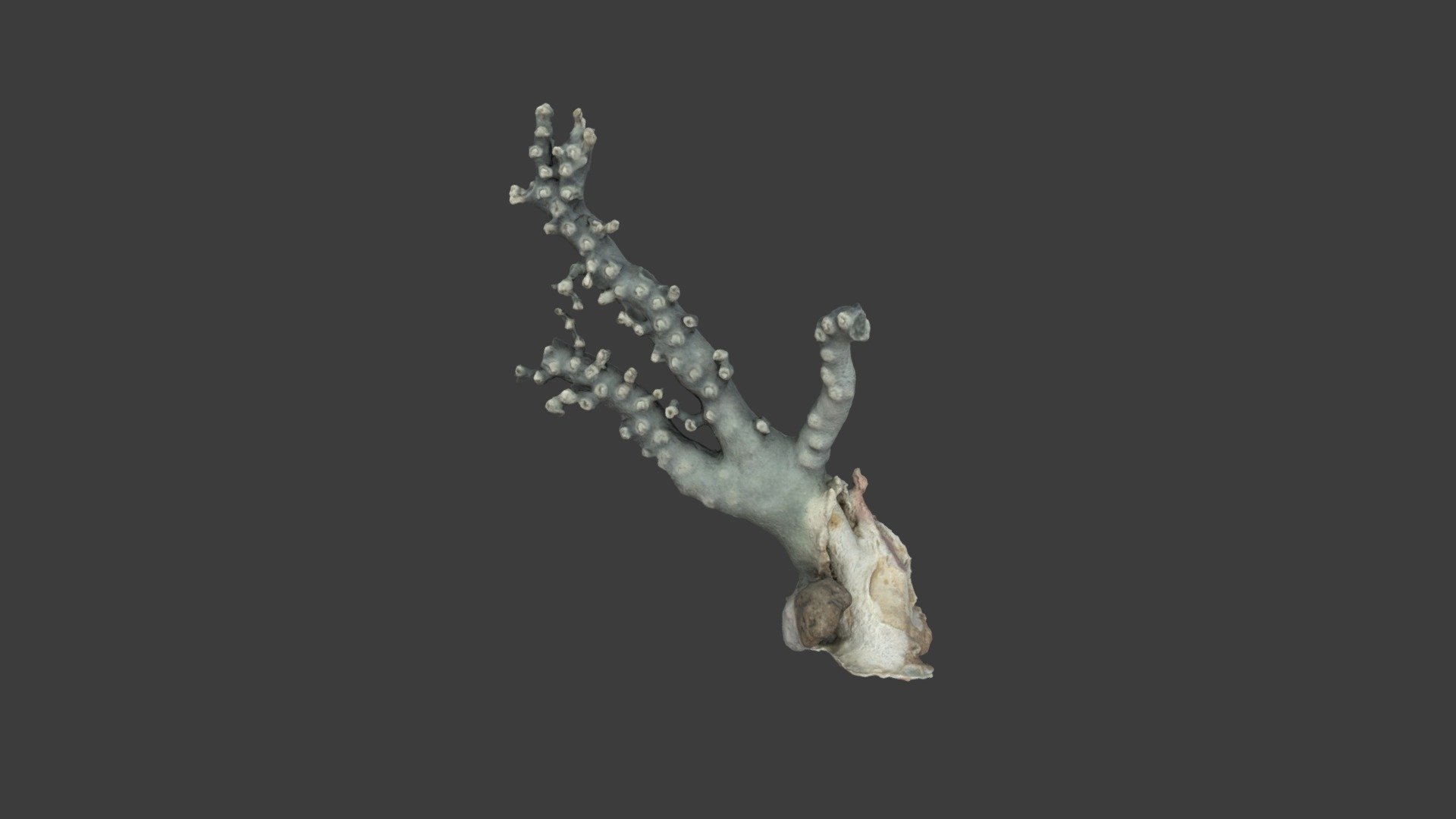 Crypthelia viridis