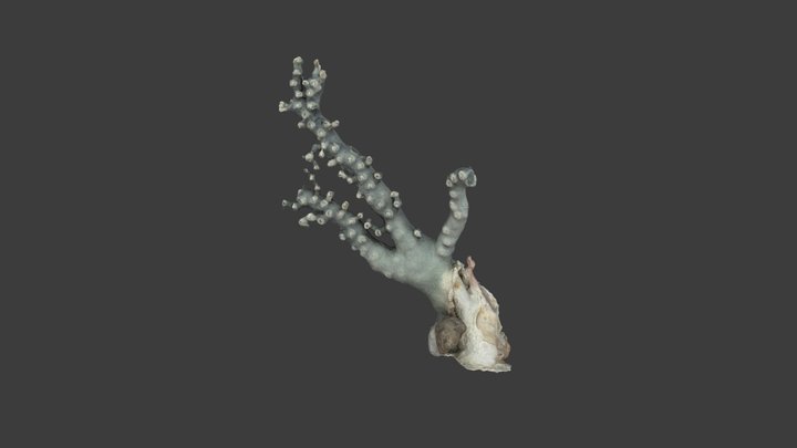 Crypthelia viridis – Modello 3D gratuito STL