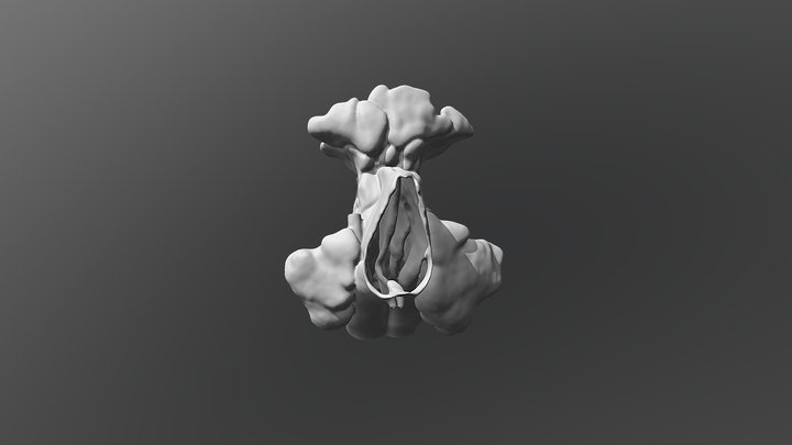 Nasal cavity with paranasal sinuses 3D Model