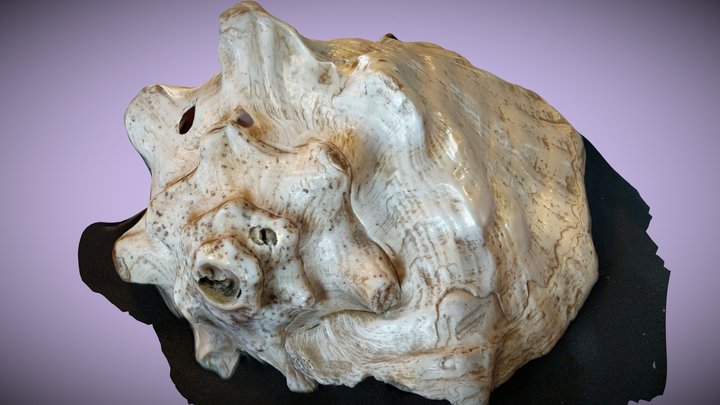 conch shell 3D Model