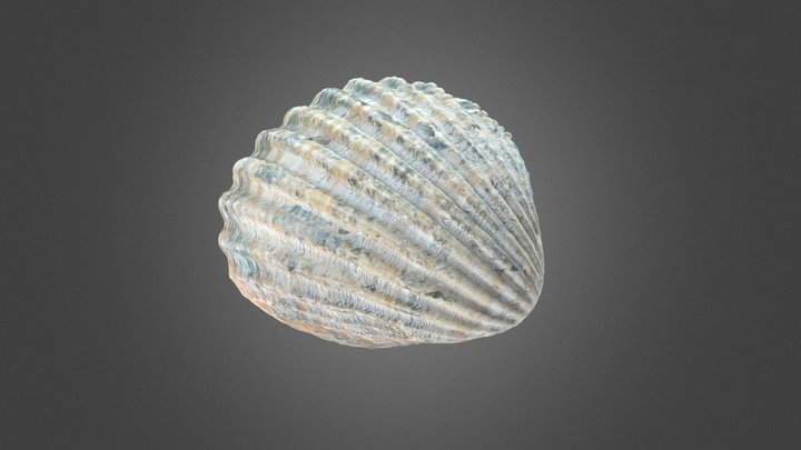 Shell 6 3D Model