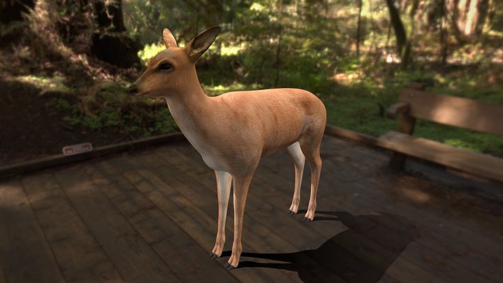 Deer 3D Model (FREE) 3D Model