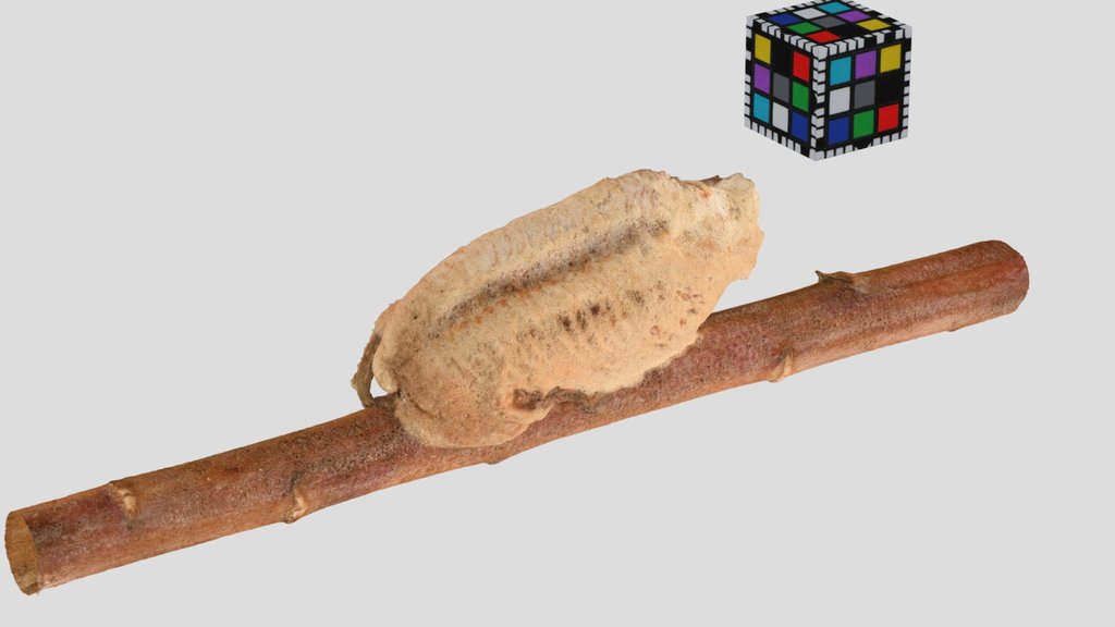 Insects and other arthropods A 3D model collection by Heinrich Kramer