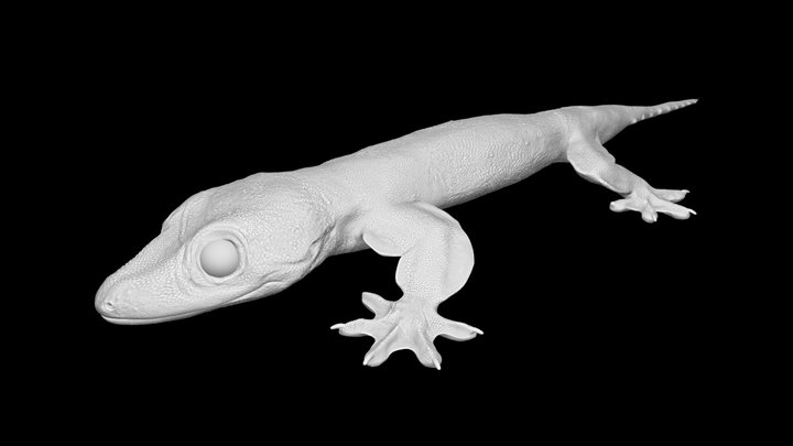 Model 78B - Lupersaurus macgregori Mesh – Free 3D Model STL