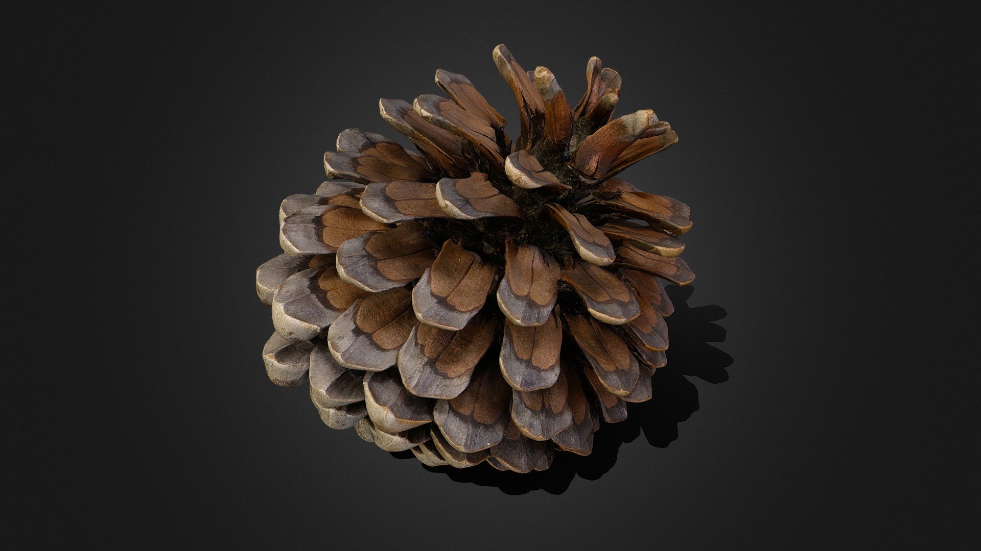 Pine Cone - Buy Royalty Free 3D model by Sikozu [1f1ad20] - Sketchfab Store