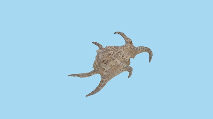 Shell of Harpago Chiragra 3D Model