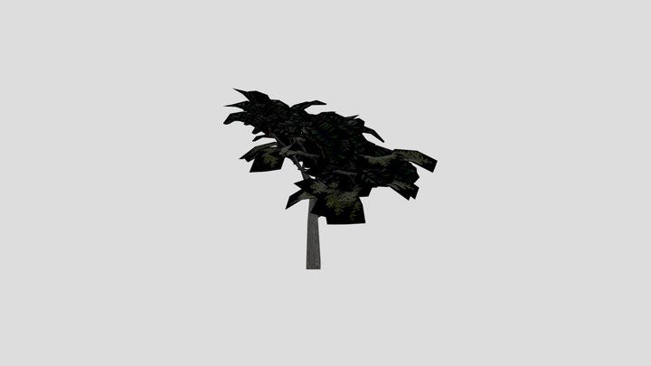 Acacia Tree_01
