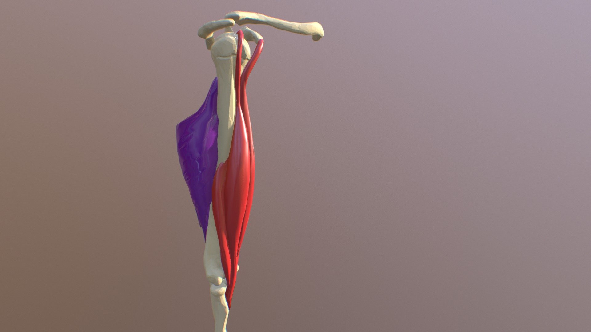 Biceps and Triceps - 3D model by chrishammang (@chrishammang) [1f23b4e]