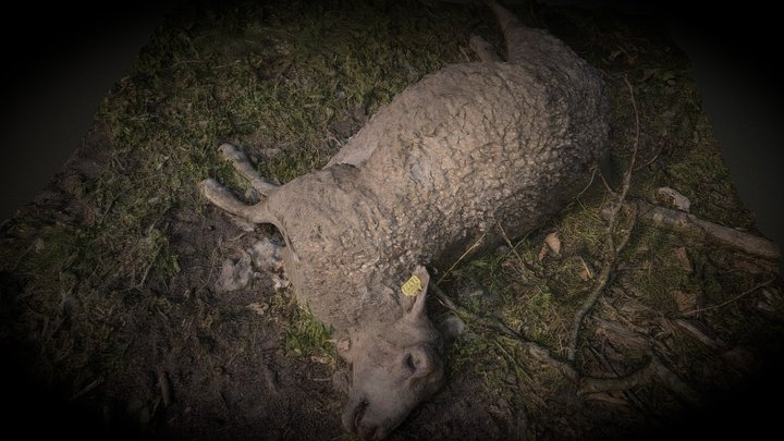 dead lamb, dödens lammunge 3D Model