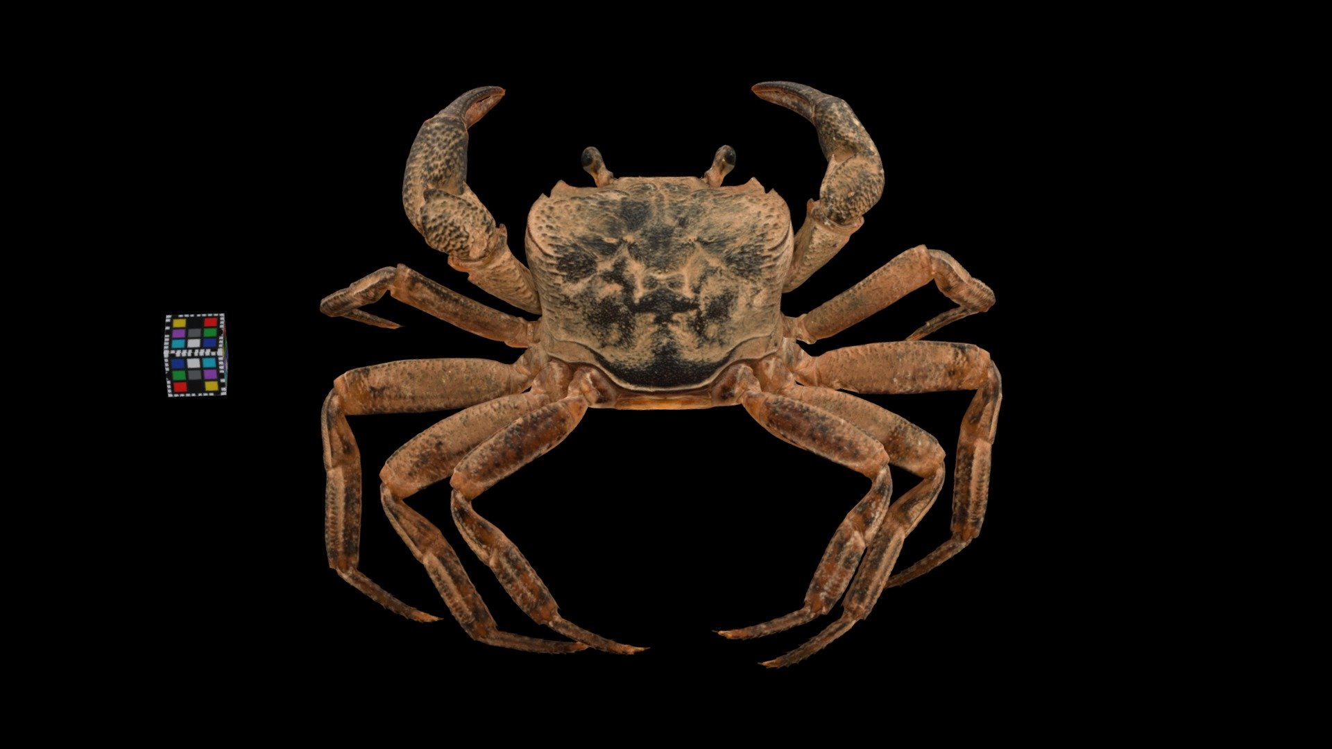 CC0 オキナワミナミサワガニ 🦀 ♂ Okinawa Freshwater Crab — Sketchfab embed 3D viewer