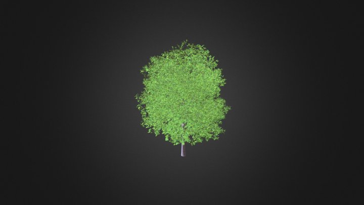 Sweetgum Tree (Liquidambar styraciflua) 15m 3D Model