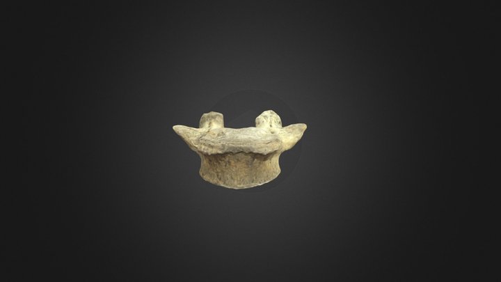 Primera Vertebra lumbar (L1) 3D Model