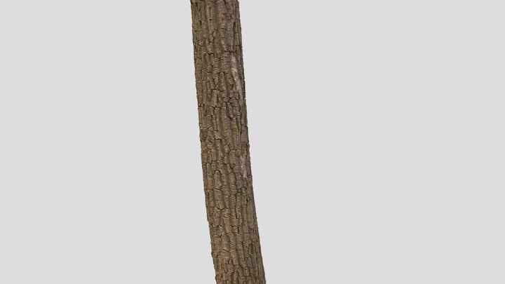Thin Oak tree Sample Bark1 3D Model