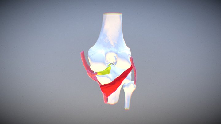 Medial ligaments deep layer 3D Model