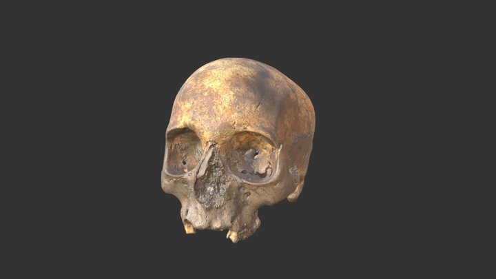 Human scull from medieval period 3D Model