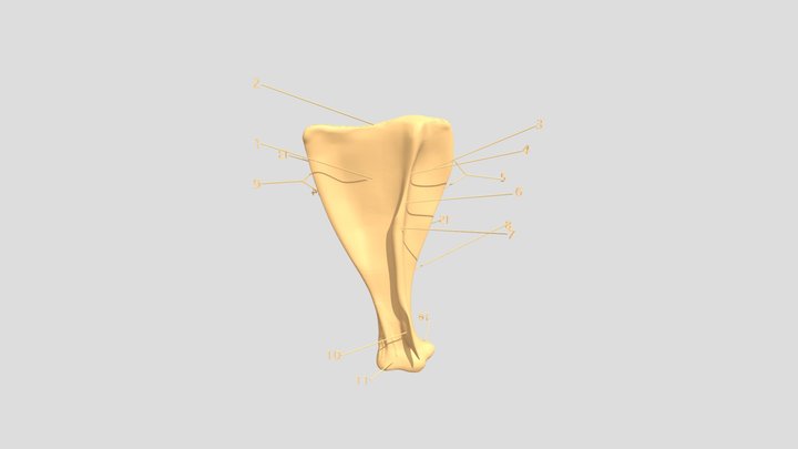 S L....................... 3D Model