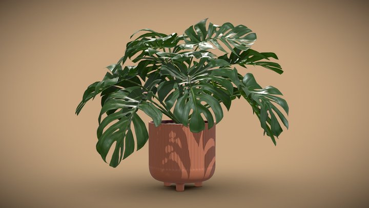 Design Pot Plant Monstera Deliciosa 3D Model