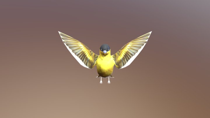 bird 3D Model