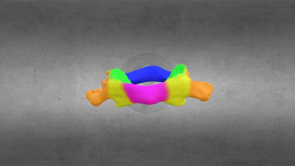 Atlas - C1 Vertebral Body