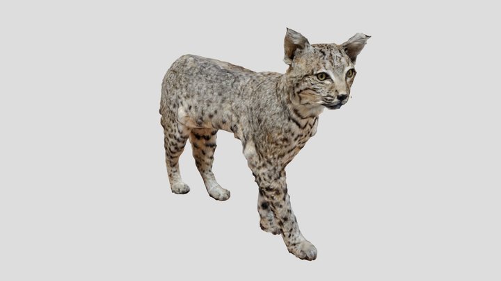 Bobcat 3D Model