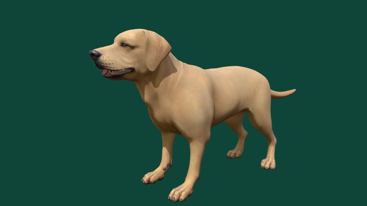 Labrador Dog 3D Model