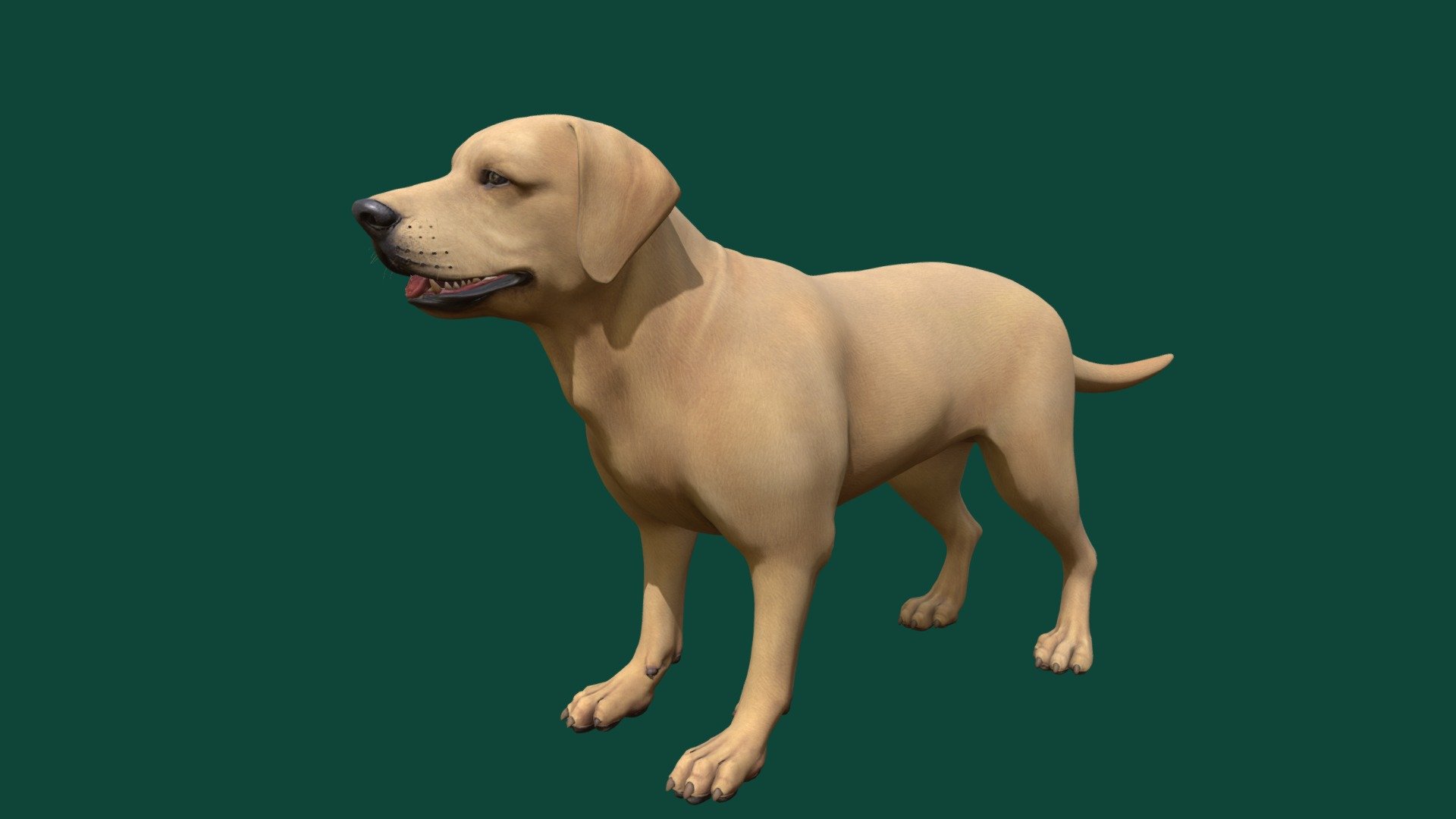 Labrador Dog - Download Free 3D model by kenchoo [1f56cfb] - Sketchfab