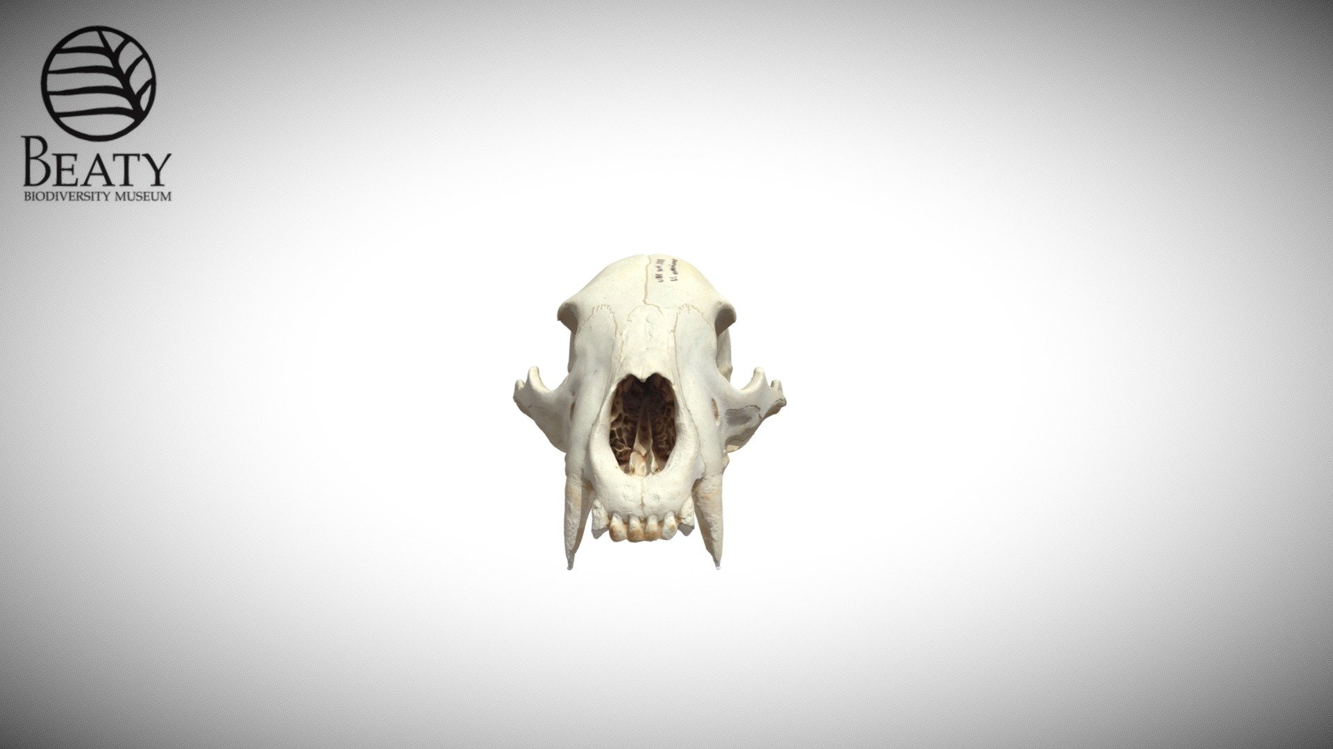 Ursus americanus