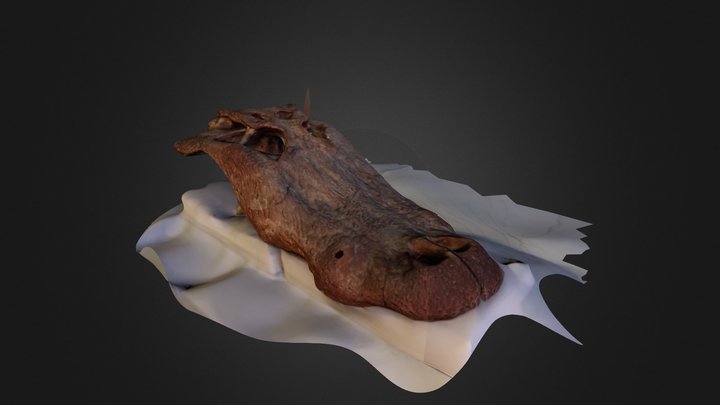 Crocodile Skull Medium Resolution 3D Model