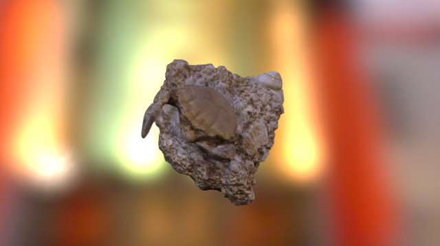 Xantho moldavicus 3D Model