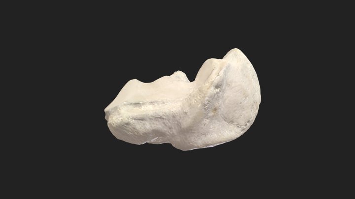 Tarsal_bone 3D models - Sketchfab