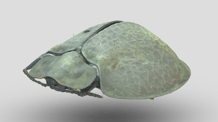 Turtle Beetle - Palora, Ecuador 3D Model