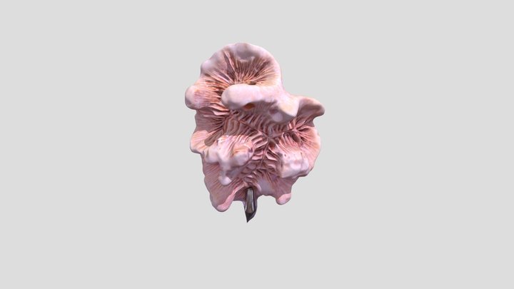 Coral 3D Model