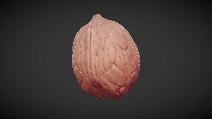 walnut 1 3D Model