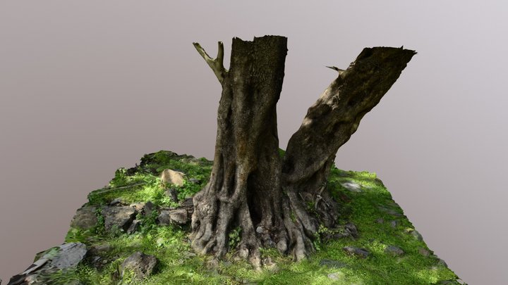 Tree 3D Model