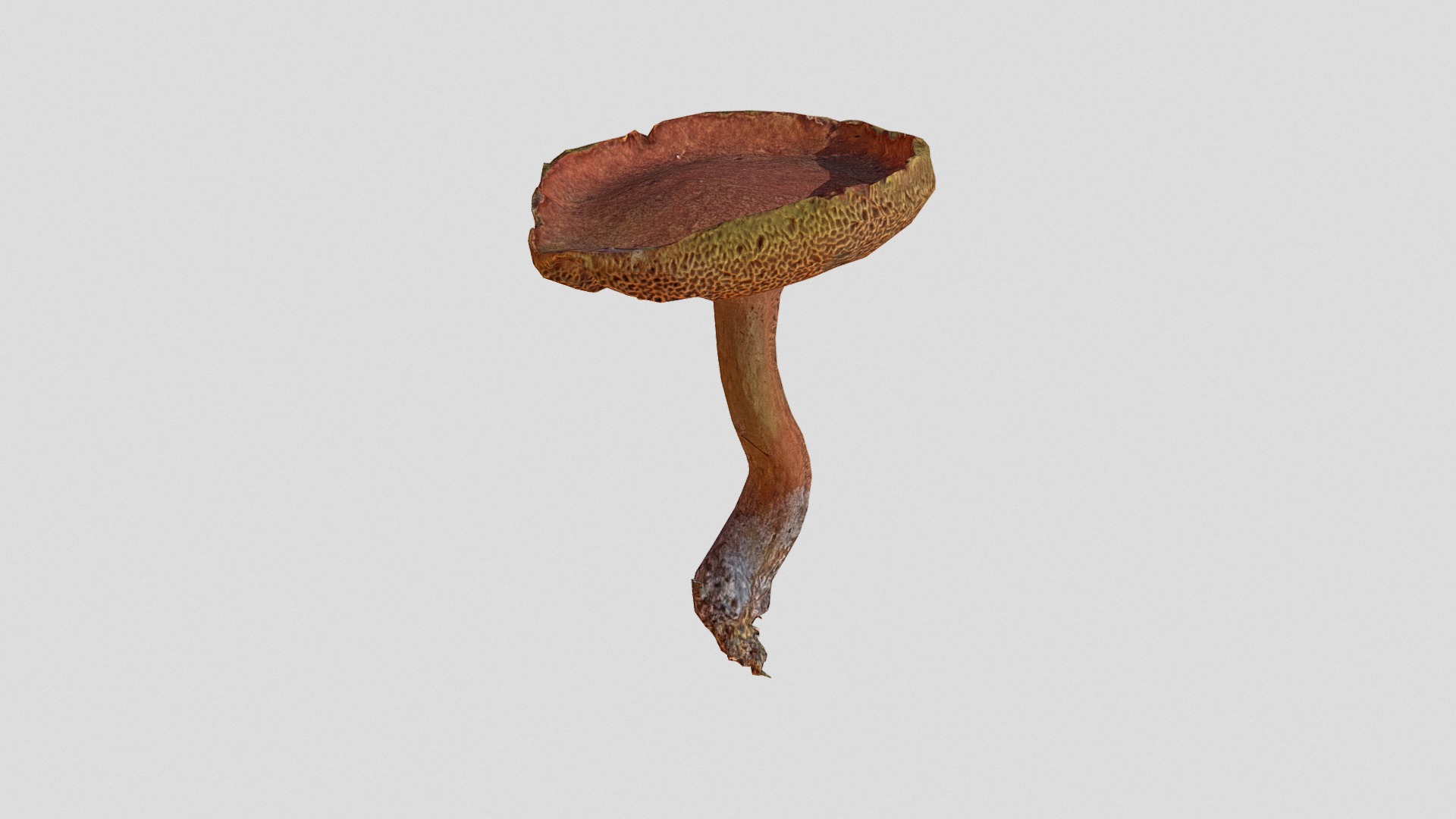 3D model Suillus bovinus aka Jersey cow mushroom - This is a 3D model of the Suillus bovinus aka Jersey cow mushroom. The 3D model is about a mushroom with a white background.