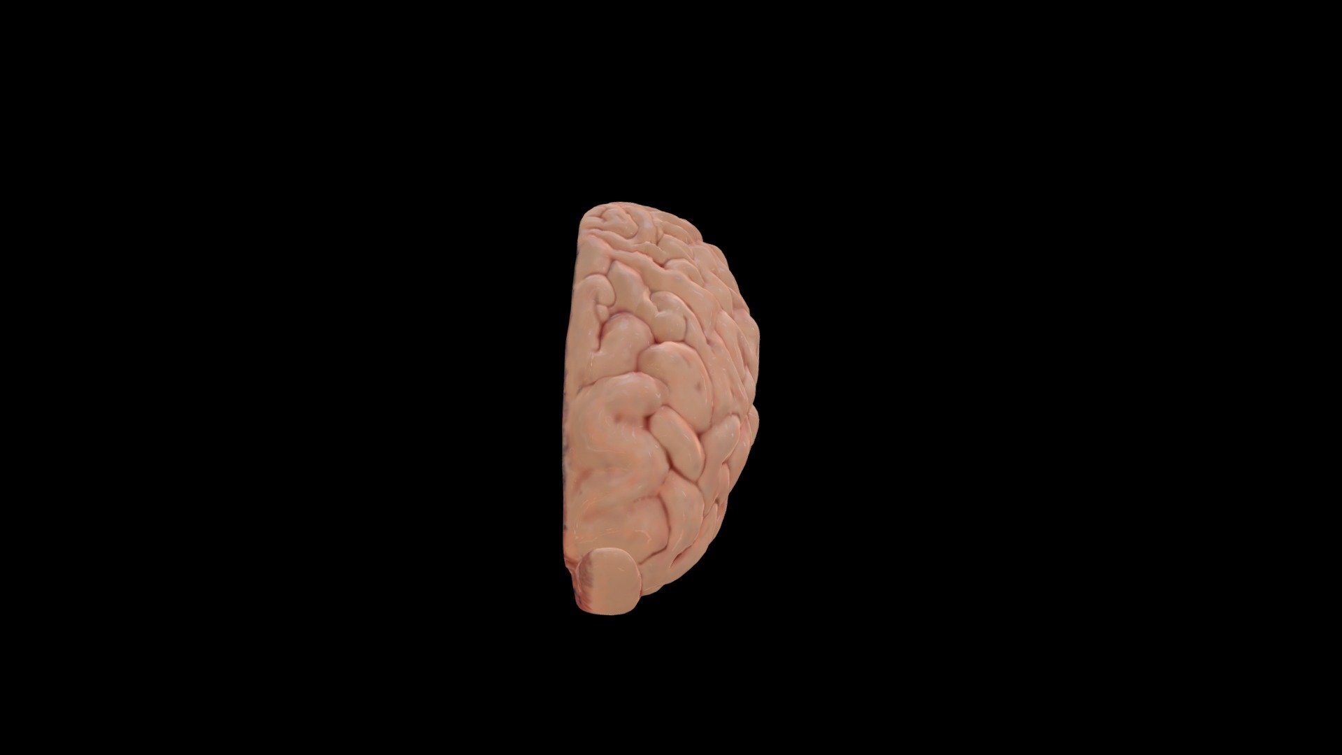 Cerebro